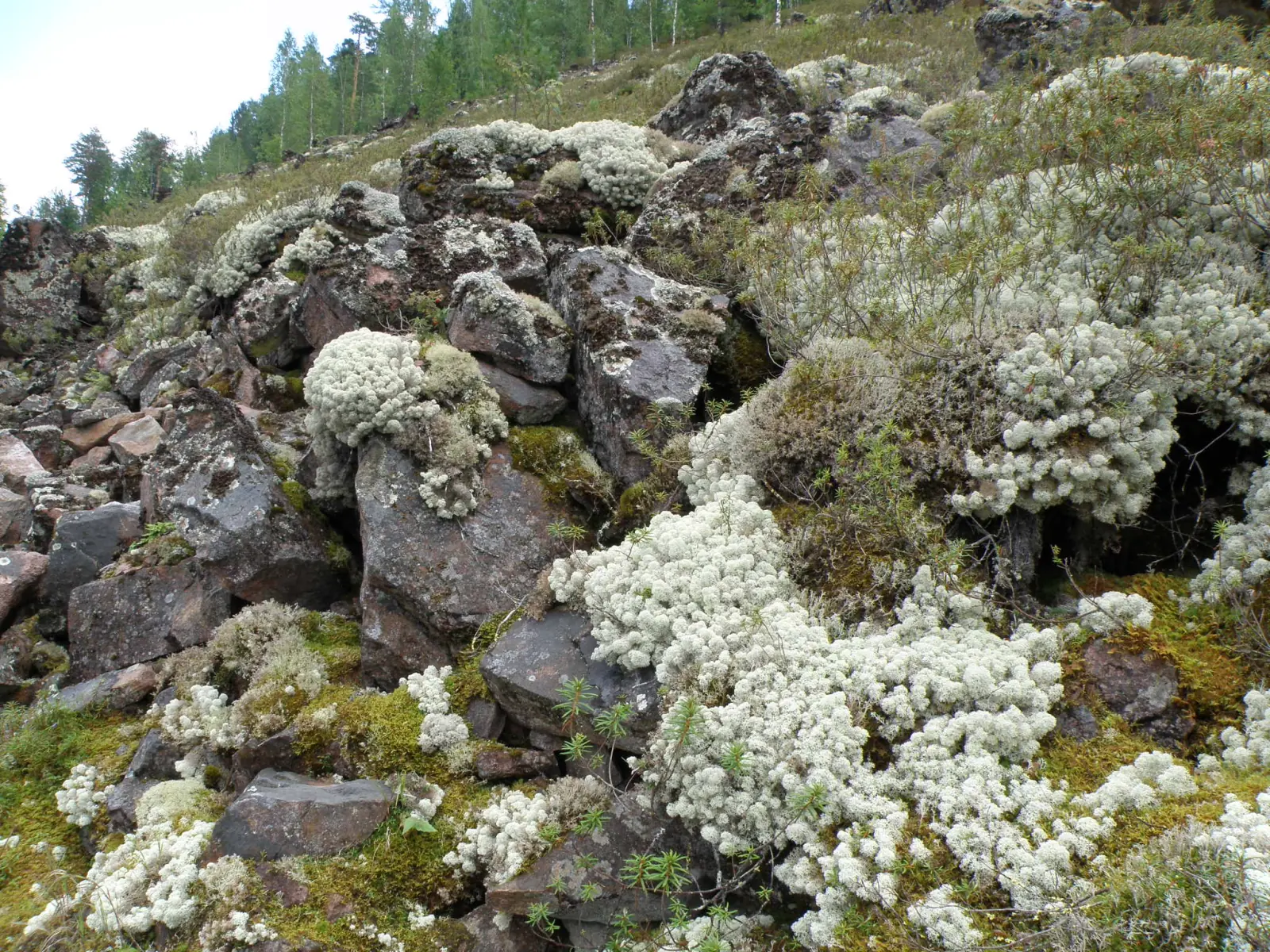 Камни, покрытые ягелем, в горной тундре